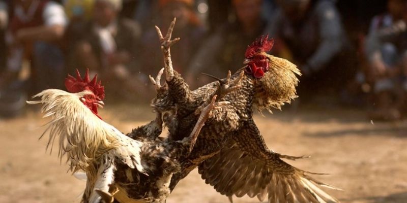 cach choi da ga jun88 3