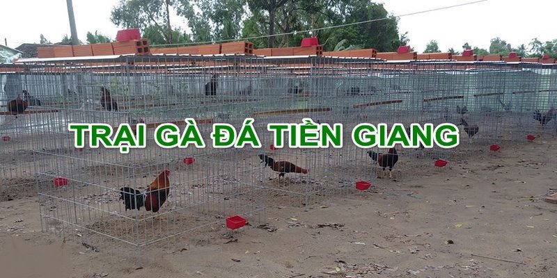 trại gà Phương Tiền Giang